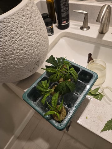 Funk Mtn (Mother) — vegetative, day 28