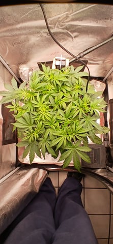 newest ggs setup grow — flower, day 34