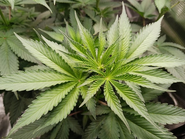 Gorilla Sherbert Feminized From Blimburn Seeds 