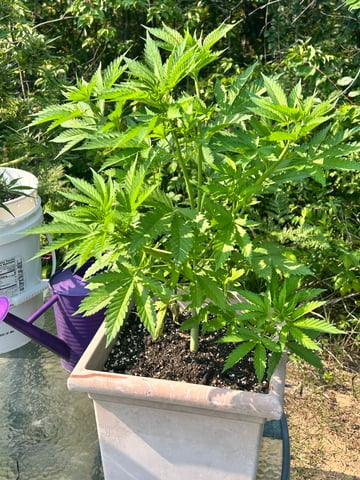 White Widow Twins — vegetative, day 46