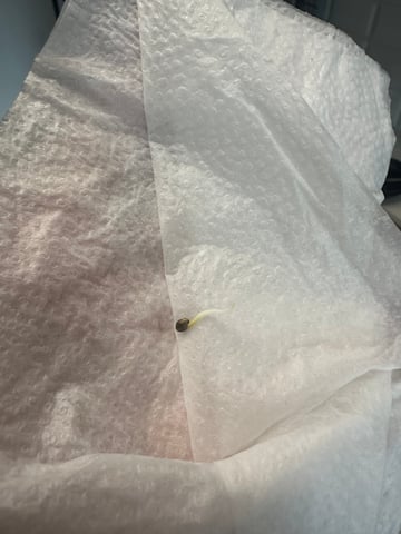 Cabana do Gato — germination, day 4