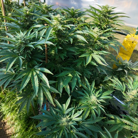 Hindu Kush — flower, day 42