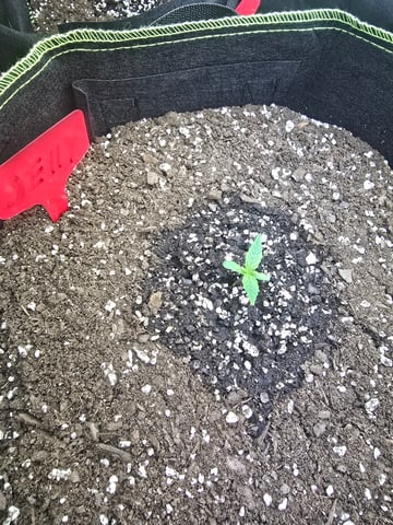 2nd Autoflower Indoor Grow — seedling_rooting, day 8