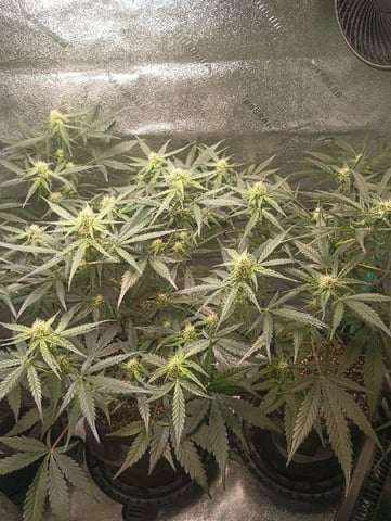 Auto Flower Wedding Glue — flower, day 22