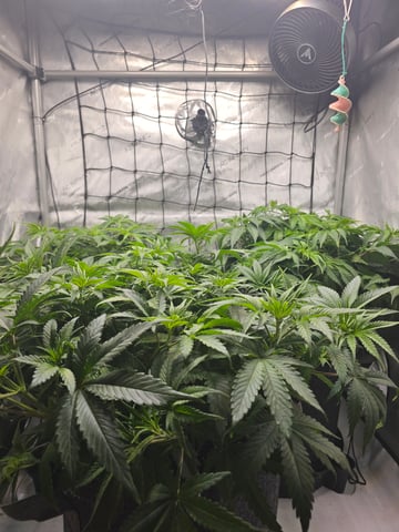 ethos genetics  — vegetative, day 43