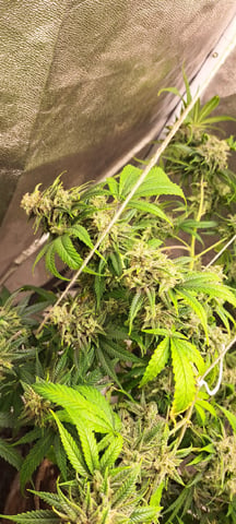 Grow 2 — flower, day 128