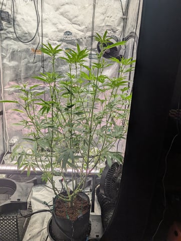 EG/SM/SG/CW — flower, day 78