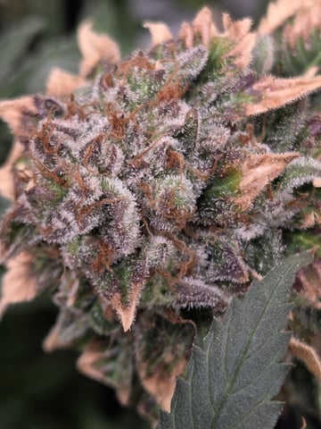 White Widow + Papaya Bomb — flower, day 114