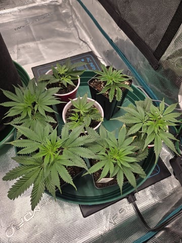  Insane OG — vegetative, day 64