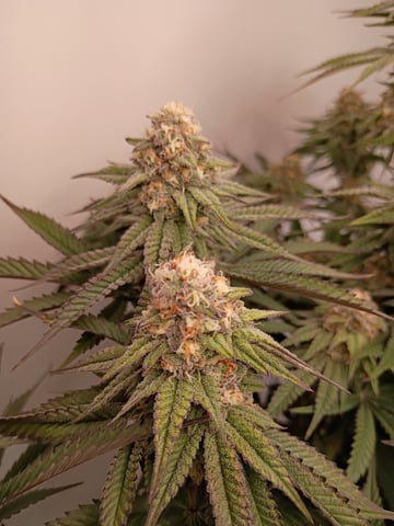 Lokie OG x Permanent Marker — flower, day 95