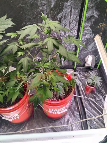 S&D  First Grow — vegetative, day 27