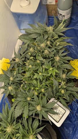 mephisto winter 2026 — flower, day 52