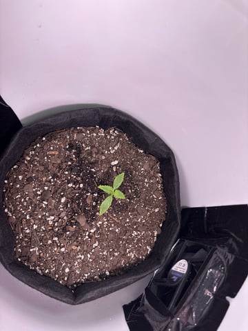 My First Grow