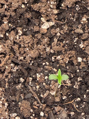 wedding cake auto FIRST GROW! — seedling_rooting, day 5