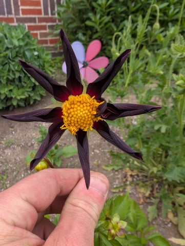 See what grows — vegetative, day 231