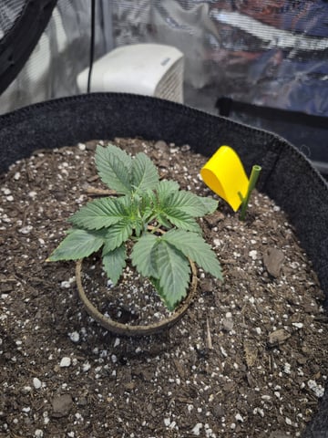 Grow 1 2026 Dream Widow — vegetative, day 21