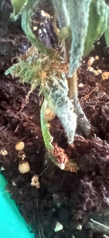  CUTTINGS  — seedling_rooting, day 1