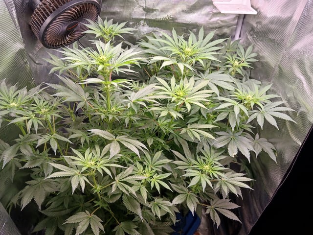 9lbhammer feminized  — flower, day 49