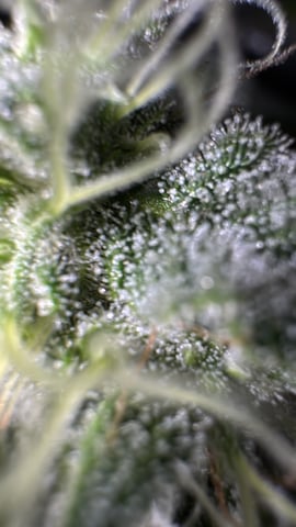 OG Kush — flower, day 119