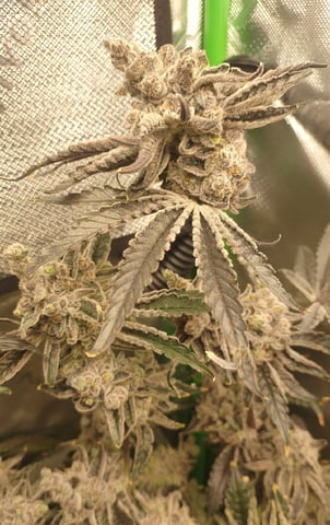 Mainely Genetics Micro Pheno Hunt — flower, day 103