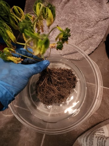 HE1E we GROW  — vegetative, day 69