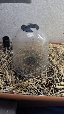 Summer Grow  — seedling_rooting, day 6