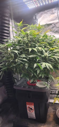 El Chemi Kiwi autoflower  — flower, day 56