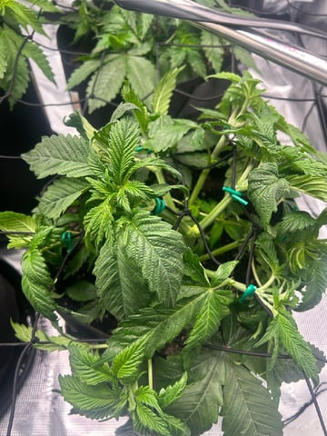 2025-26 harvest INDOOR — vegetative, day 73