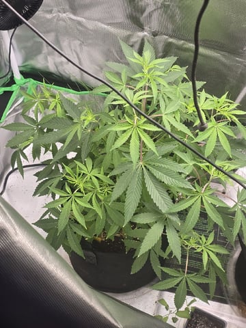 new start — vegetative, day 97