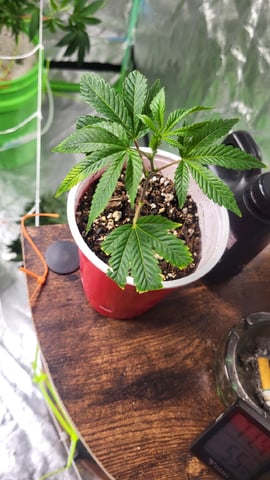 2x2x4 — grow_setup, day 19