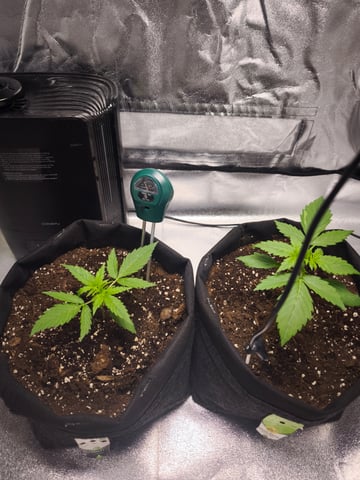 New grow — vegetative, day 13
