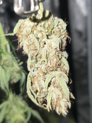 2nd Autoflower Indoor Grow — flower, day 82