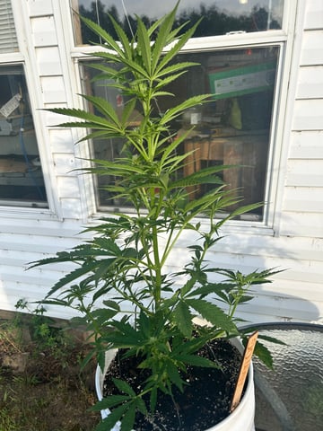 First ever grow — flower, day 57