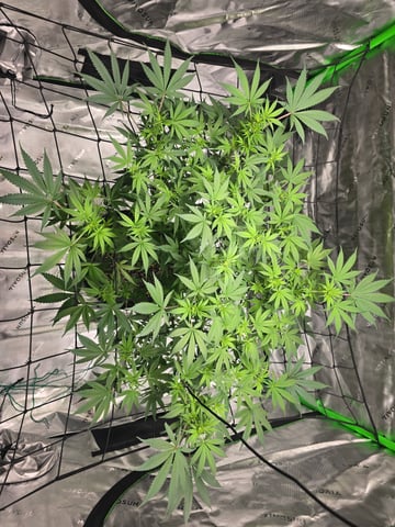 First grow — flower, day 65