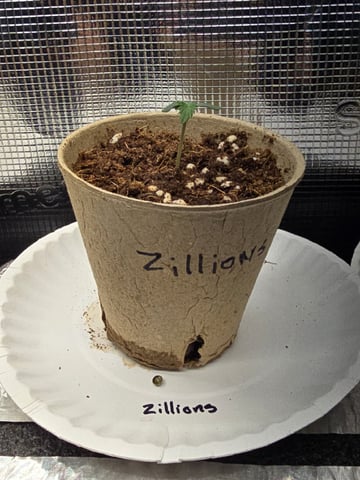 2026 Photoperiods — seedling_rooting, day 1