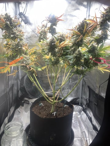 Blackberry Moonrocks (First Grow) — flower, day 70