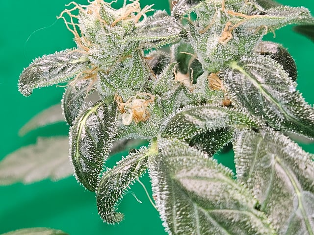 1st plant. Strain: Green Gelato AutoFlower — flower, day 75