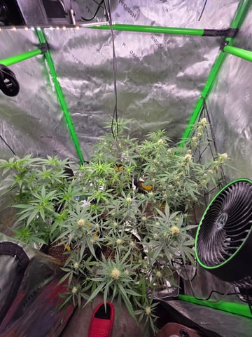Auto RuntzxWreck — flower, day 25