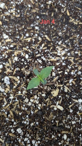 Perpetual Autoflower Mixed Grow #3 — germination, day 14
