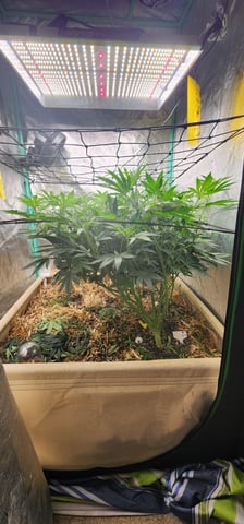 10G's — flower, day 55