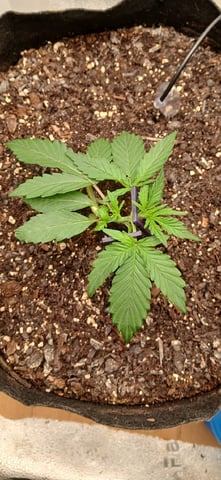 Diesel Auto Round 2 — seedling_rooting, day 18
