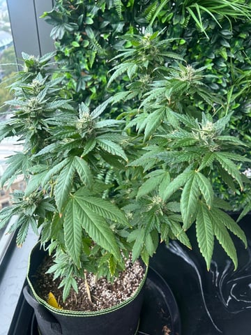 Royal Highness — flower, day 119