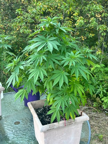 White Widow Twins — flower, day 60