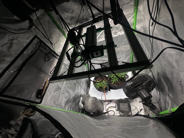 Ztrawberriez (Auto) 2026 - 1 — vegetative, day 28