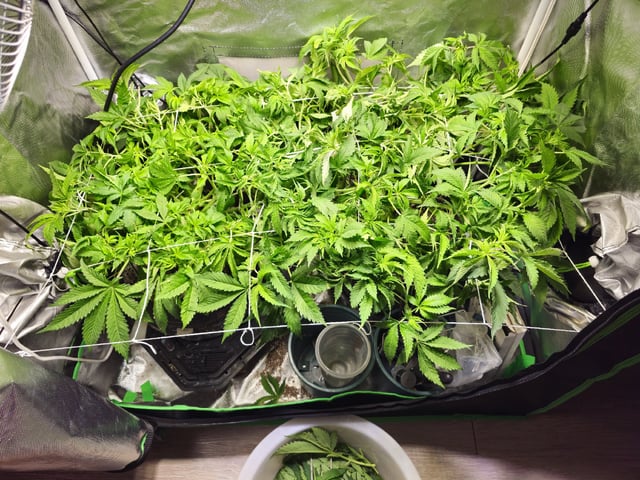 Kushberry Moonrocks — flower, day 41