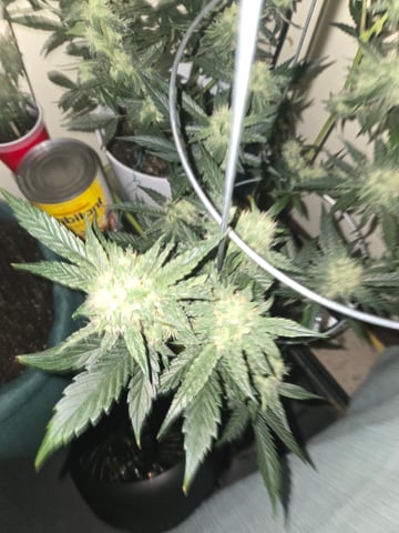 high octane x holy grail  — auto, day 26