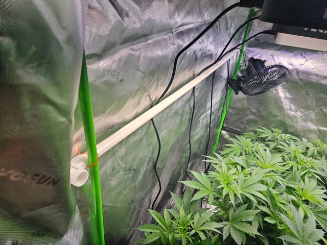 1st Grow — flower, day 18