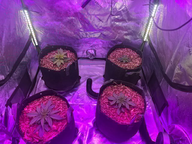 Late summer auto 2025 — vegetative, day 24