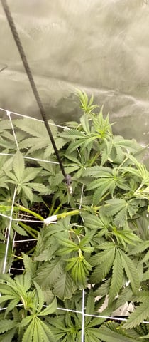 Skunk #1 — vegetative, day 68