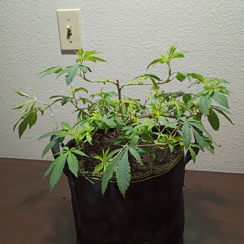 FKAFL — vegetative, day 31
